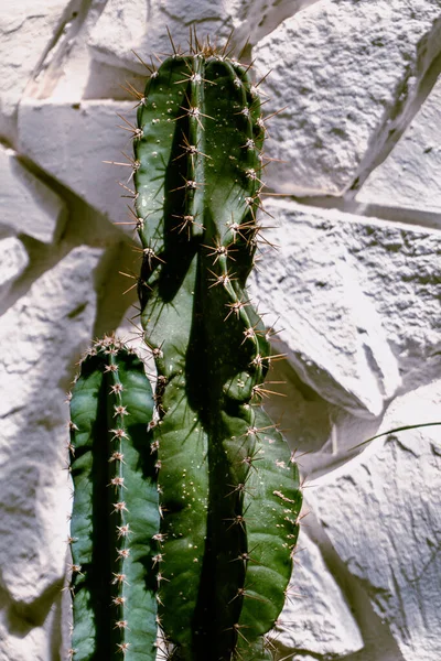 Cactus Plan Esthétique Naturel Des Plantes Succulentes Gros Plan Texture — Photo