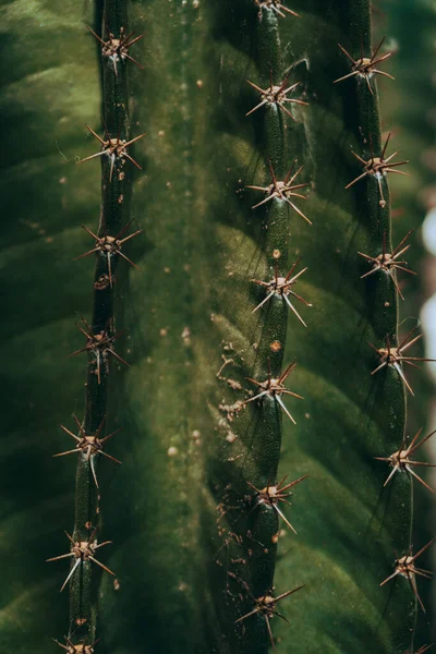 Cactus Plan Esthétique Naturel Des Plantes Succulentes Gros Plan Texture — Photo