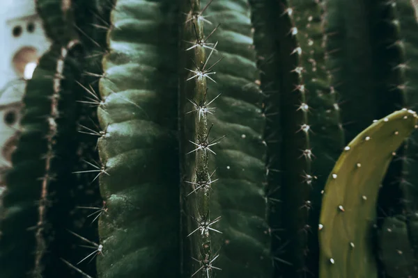 Kaktus Přírodní Estetický Záběr Sukulentů Zblízka Zelená Textura Rostlin — Stock fotografie