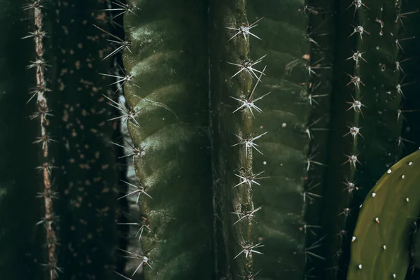 Cactus Plan Esthétique Naturel Des Plantes Succulentes Gros Plan Texture — Photo