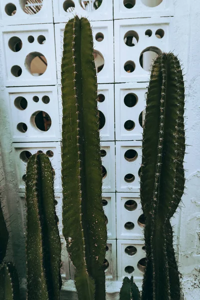 Cactus Natural Tiro Estético Suculentas Perto Textura Vegetal Verde — Fotografia de Stock