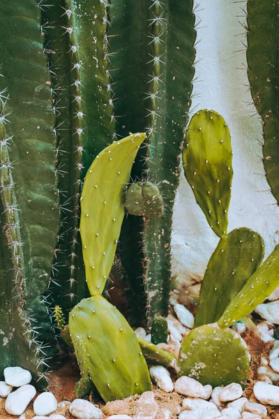 Cactus Vert Gros Plan Sur Fond Lumière Blanche Beau Fond — Photo