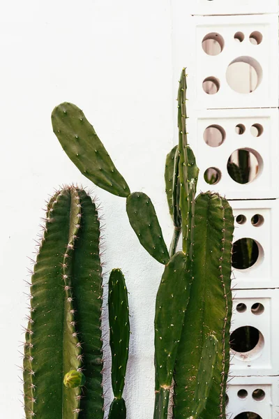 Cactus Vert Gros Plan Sur Fond Lumière Blanche Beau Fond — Photo