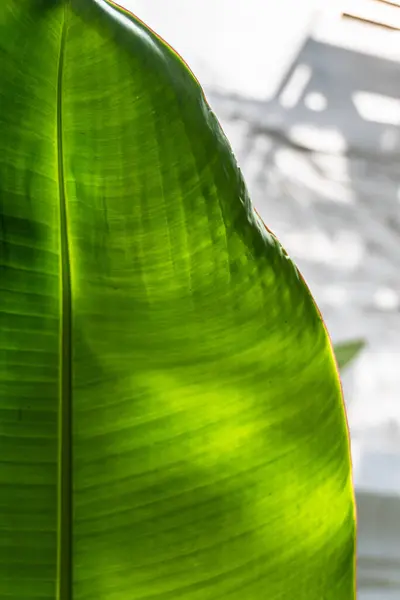 Close Tropical Plant — Stock fotografie