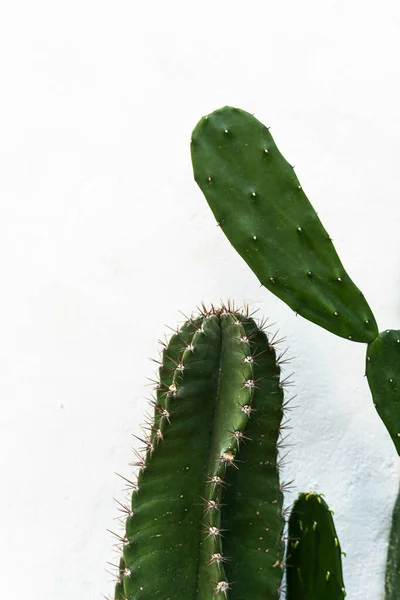 Conjunto de várias plantas espinhosas do deserto ou cactos com espinhos  isolados no fundo branco ilustração de desenho vetorial