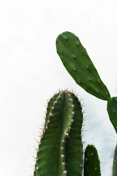 Cactus Vert Gros Plan Sur Fond Lumière Blanche Beau Fond — Photo