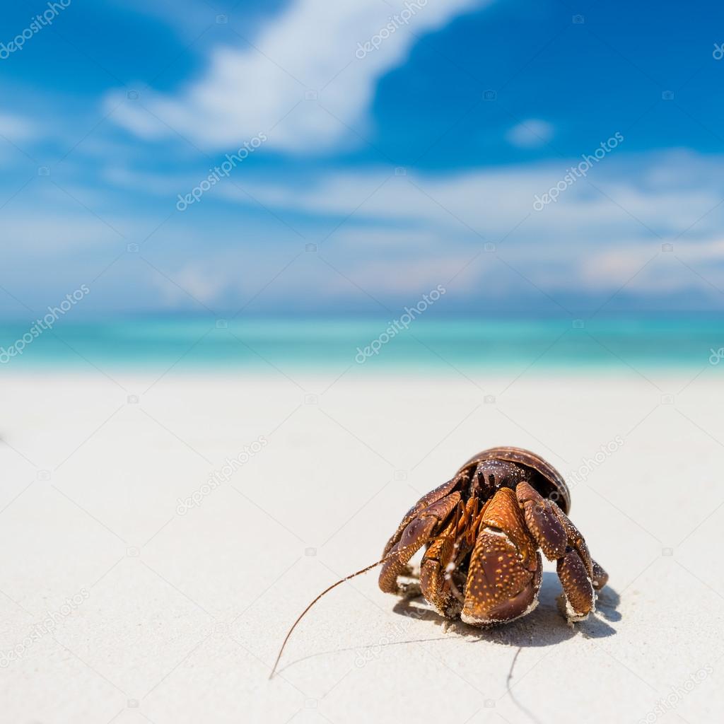 hermit crab on beach with sky