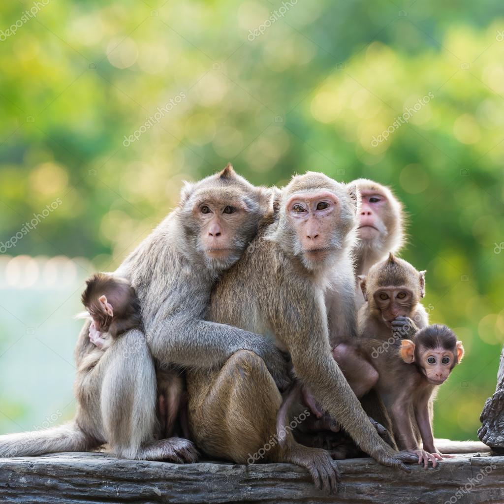  Family  monkey  Monkey family   Stock Photo  tratong 