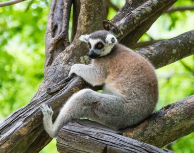 Halka Kuyruklu Lemur