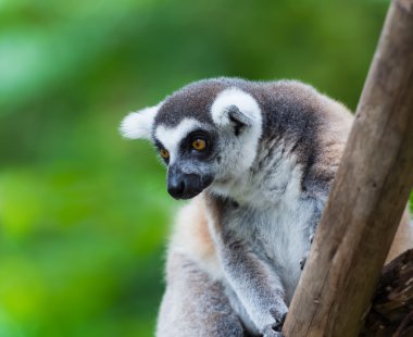 Halka Kuyruklu Lemur