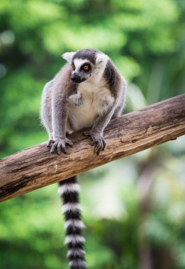 Halka Kuyruklu Lemur