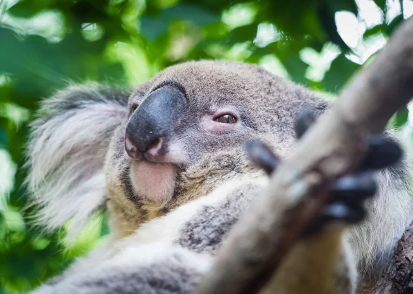 Koala Bear — Stock Photo, Image