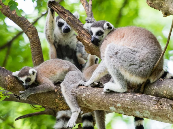 Anel cauda Lemur — Fotografia de Stock