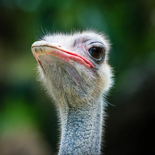 Cabeza de avestruz — Foto de Stock