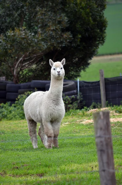 Eine Country-Szene — Stockfoto