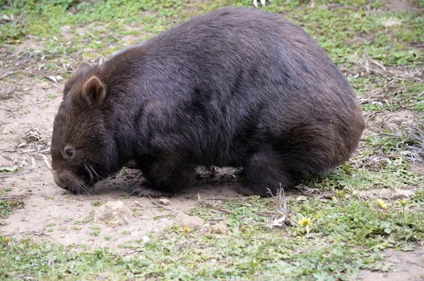 Wombat — Stock Photo, Image
