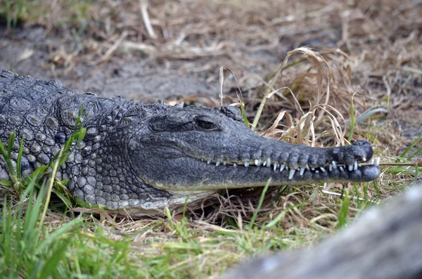 Słodkowodnych krokodyla — Zdjęcie stockowe