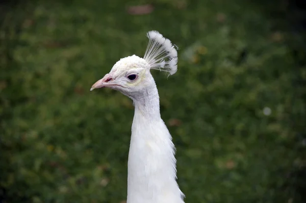 Albino peacock Pictures, Albino peacock Stock Photos & Images