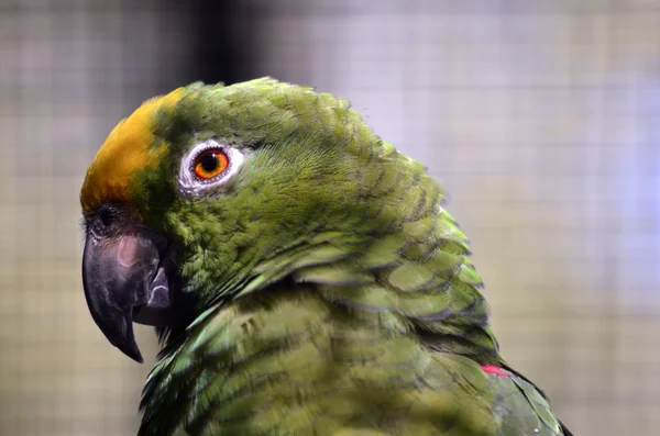Grön-papegoja — Stockfoto