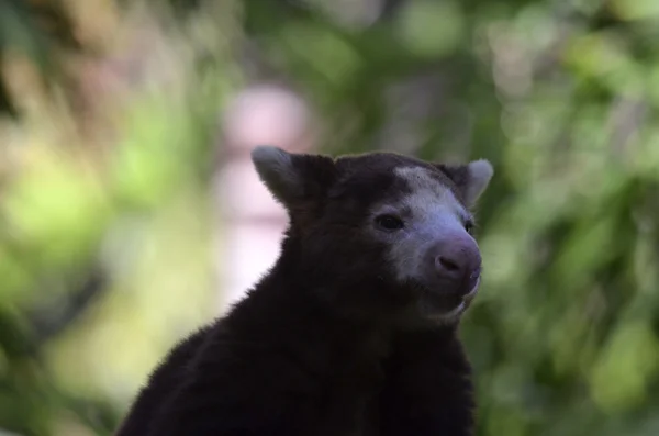 Tree kangaroo — Stock Photo, Image