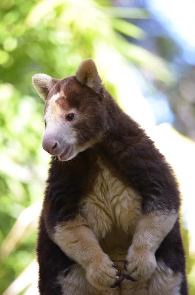 Träd kangaroo — Stockfoto