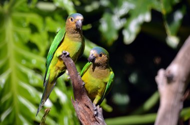 kahverengi gerdanlı conure
