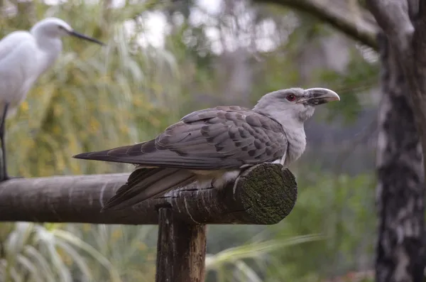 Koekoek kanaal vogel — Stockfoto