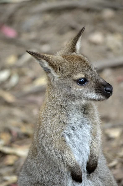 Wallaby à cou rouge — Photo