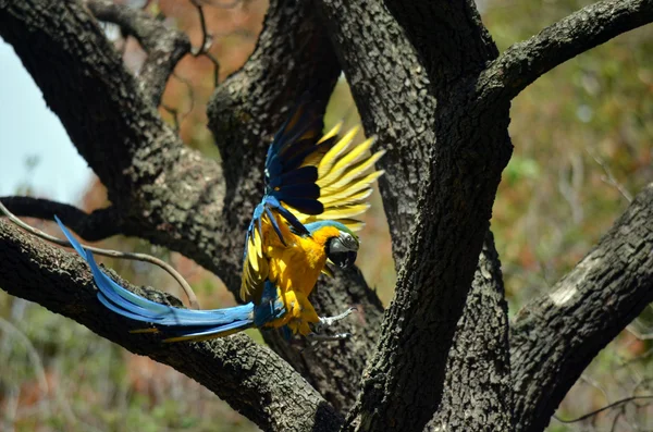 A macaw landing — Stock Photo, Image