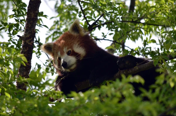 Panda rouge — Photo