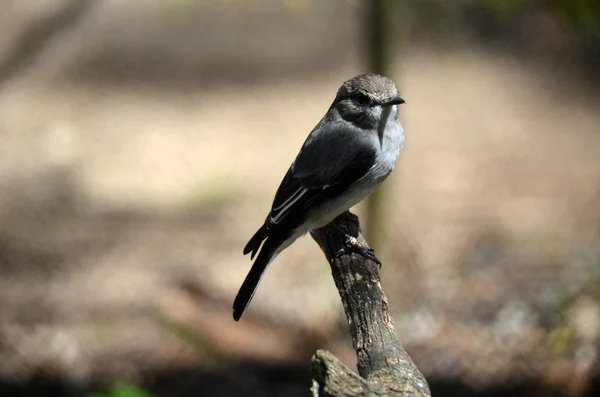 Hooded robin — Stock Photo, Image