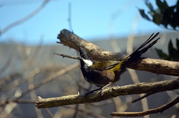 Doğu whipbird — Stok fotoğraf