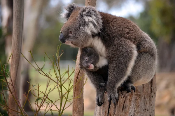 Mother and child — Stock Photo, Image