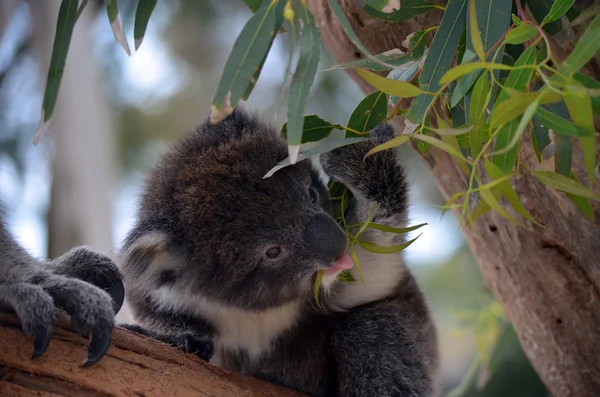 Dziecka koala — Zdjęcie stockowe