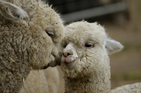 Alpaca mother and daughter — Stock Photo, Image