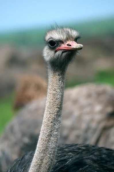 Ostrich — Stock Photo, Image