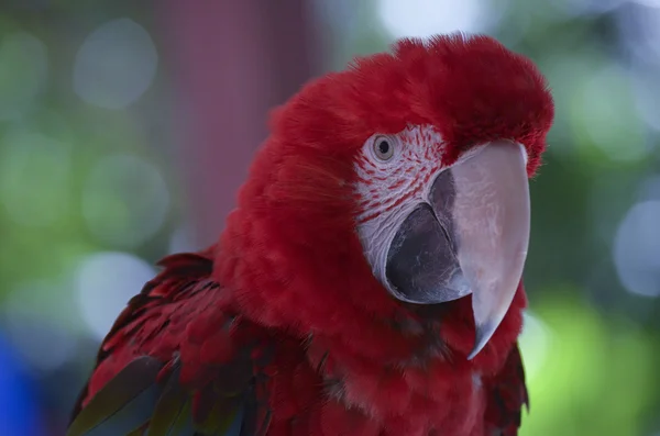 Guacamayo alado verde —  Fotos de Stock