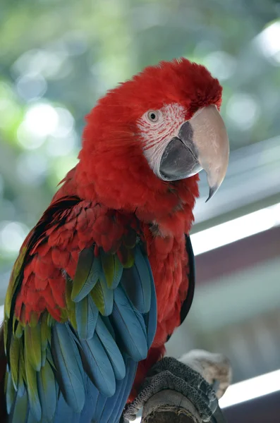 Detailní záběr papoušek — Stock fotografie