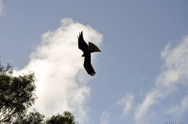 Australian kite — Stock Photo, Image