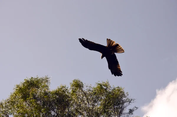 Australischer Drachen — Stockfoto