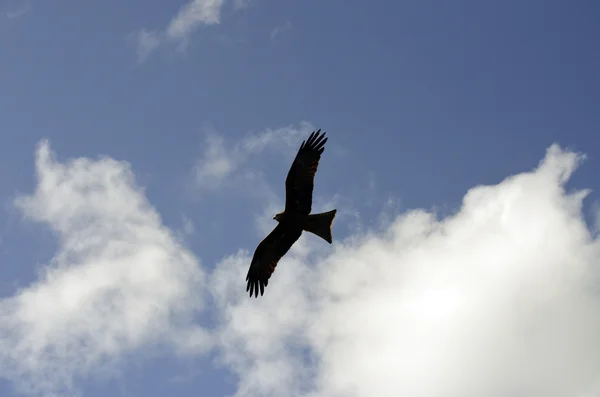 Australian kite — Stock Photo, Image