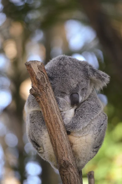 Koala sleeping — 图库照片