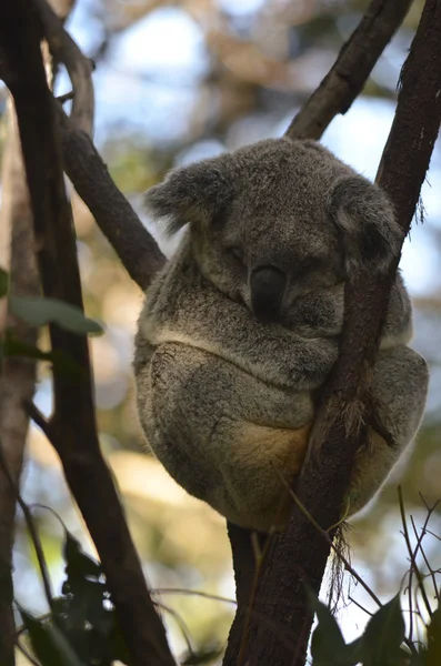 Koala durmiendo — Foto de Stock