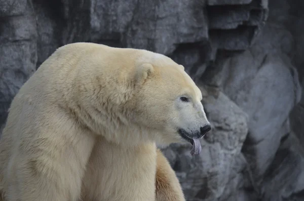 Urso polar — Fotografia de Stock