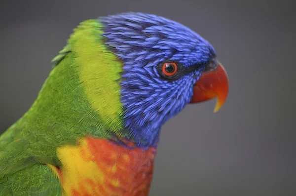 Rainbow Lorikeets — Stockfoto