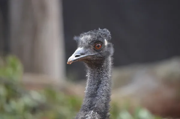 Pojedynek emu — Zdjęcie stockowe