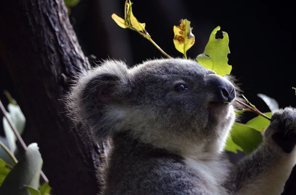 yeme koala