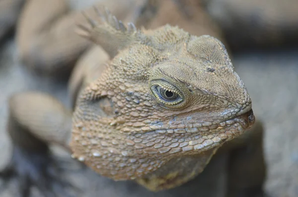 Wasserdrache — Stockfoto