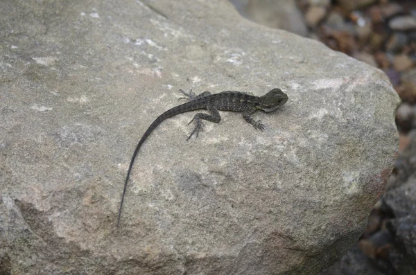 Water dragon — Stock Photo, Image