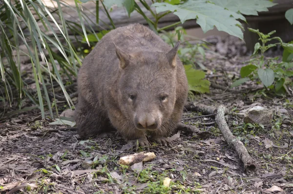 Wombat australiano —  Fotos de Stock